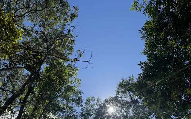 Copas de árvores contra o céu azul